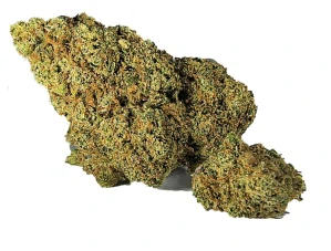 ORANGE GASS - (INDOOR) - Technické konopí - CANNABIS SATIVA L. INDUSTRIAL HEMP - k dalšímu zpracování