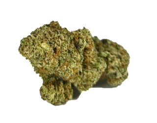 HAZE - (INDOOR) - Technické konopí - CANNABIS SATIVA L. INDUSTRIAL HEMP - k dalšímu zpracování