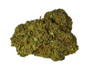 HARLEQUIN - (GLASSHOUSE) - Technické konopí - CANNABIS SATIVA L. INDUSTRIAL HEMP - k dalšímu zpracování