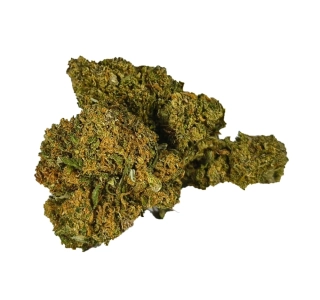JACK HERER - (GLASSHOUSE) - Technické konopí - CANNABIS SATIVA L. INDUSTRIAL HEMP - k dalšímu zpracování