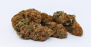 SILVER HAZE - (INDOOR) - Technické konopí - CANNABIS SATIVA L. INDUSTRIAL HEMP - k dalšímu zpracování - ČESKÁ PRODUKCE Z VYSOČINY